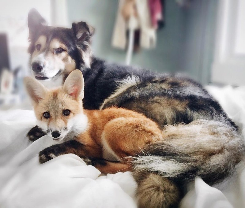 Поразительный случай: лиса и пёс стали лучшими друзьями!
