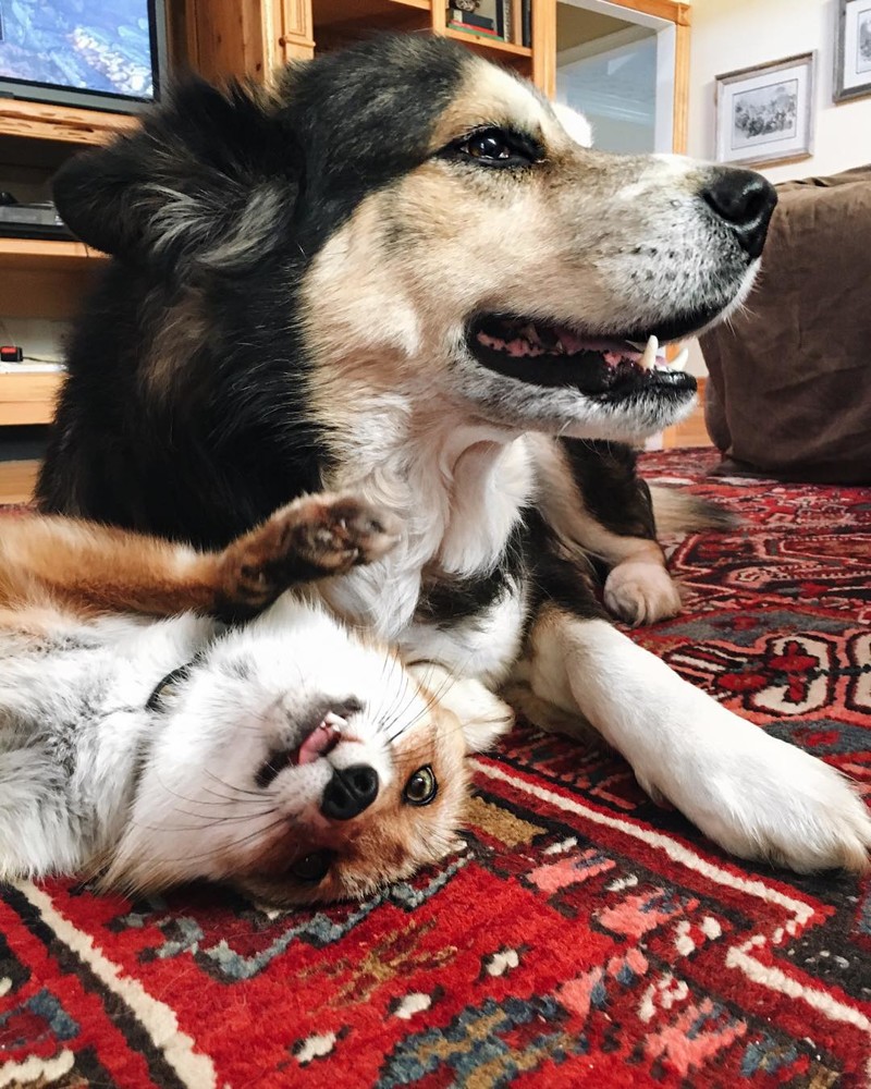 Поразительный случай: лиса и пёс стали лучшими друзьями!
