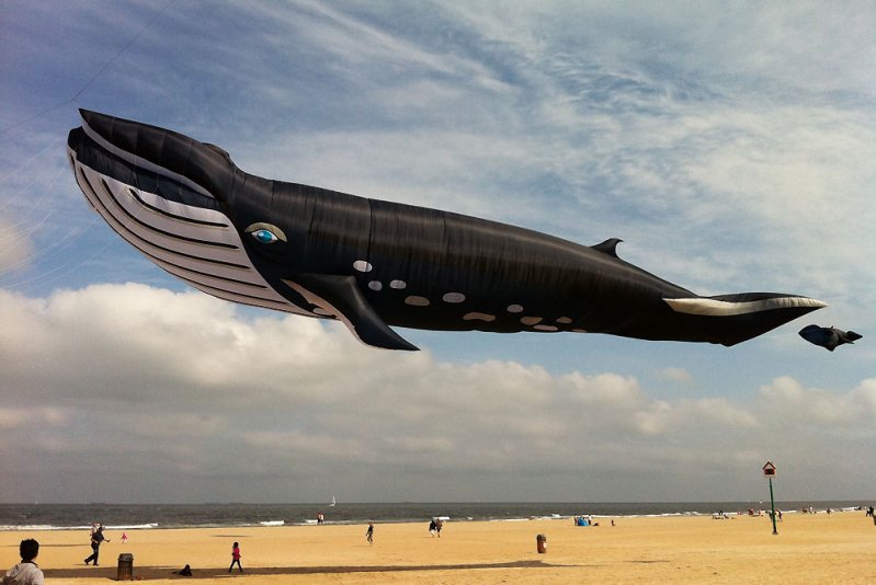Гигантский летающий кит