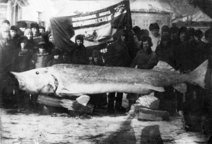 Вот такую белугу вытащили из-под льда в волжском селе Кошели в 1937 году