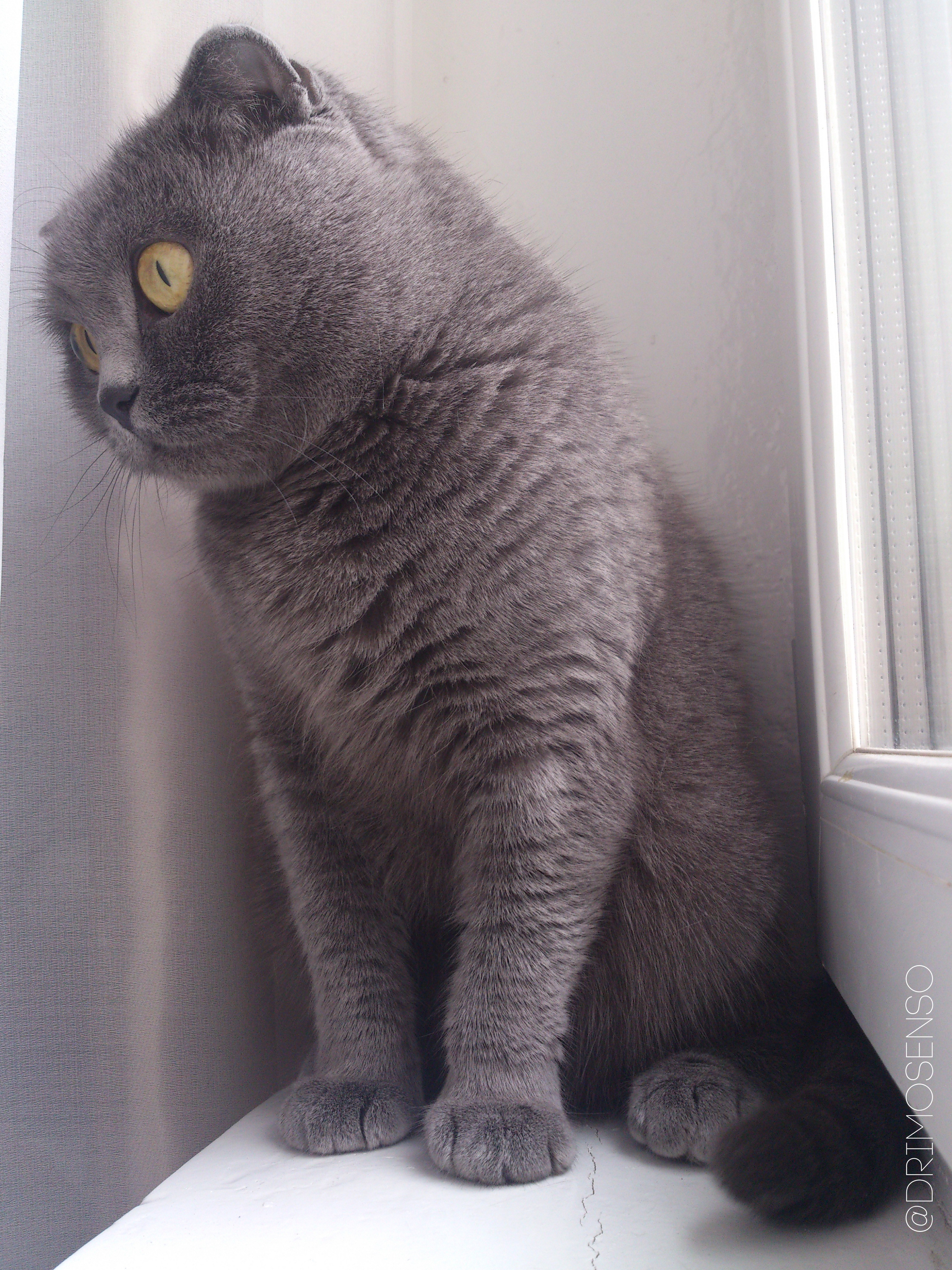 Скоттиш-фолд Шотландская. Шотландская кошка скоттиш фолд. Шотландская вислоухая кошка серая. Вислоухий шотландец серый