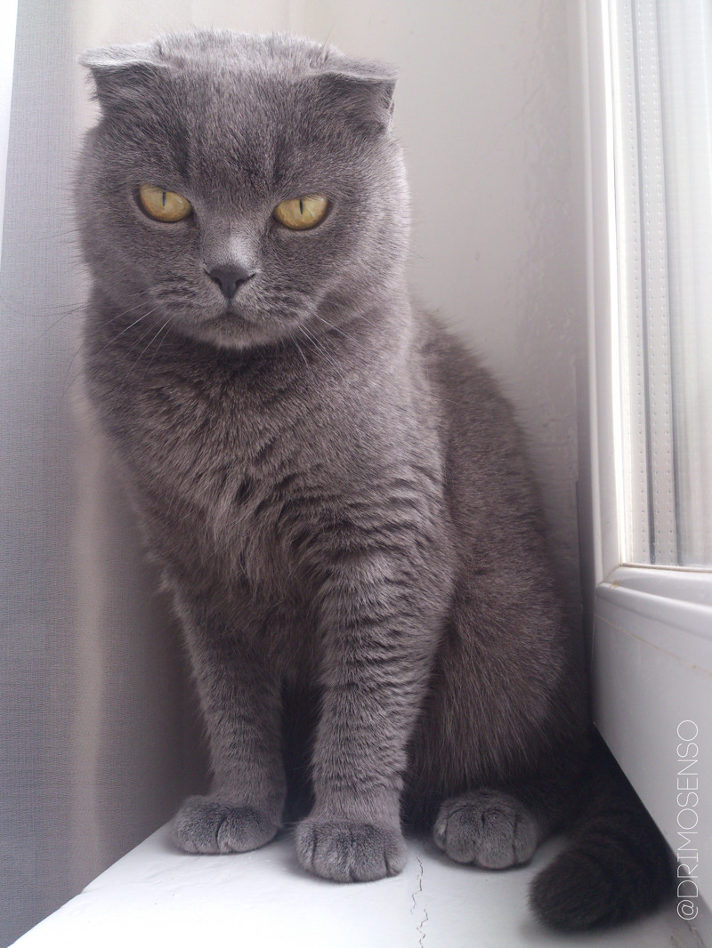 Красивые фото котенка породы Скоттиш Фолд