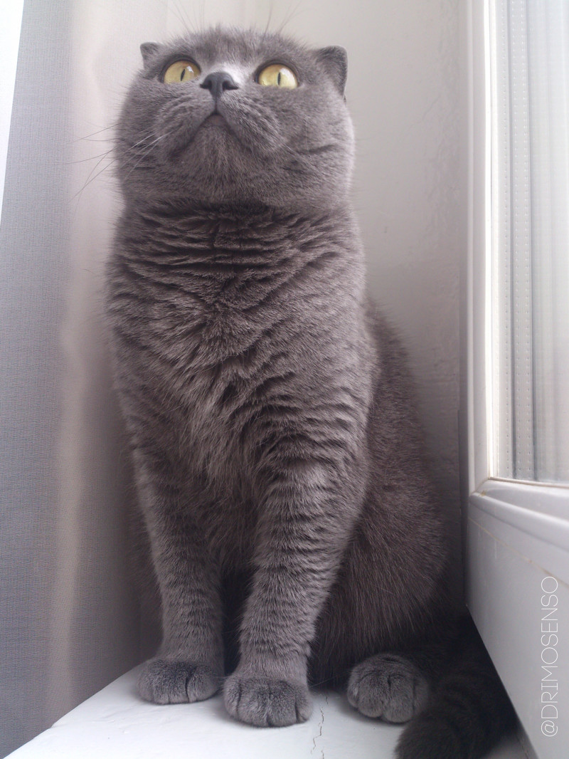 Красивые фото котенка породы Скоттиш Фолд
