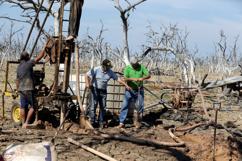 Засуха угрожает вымиранием кайманам в Парагвае