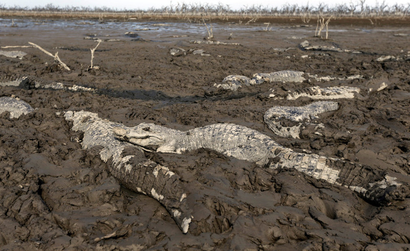 Засуха угрожает вымиранием кайманам в Парагвае