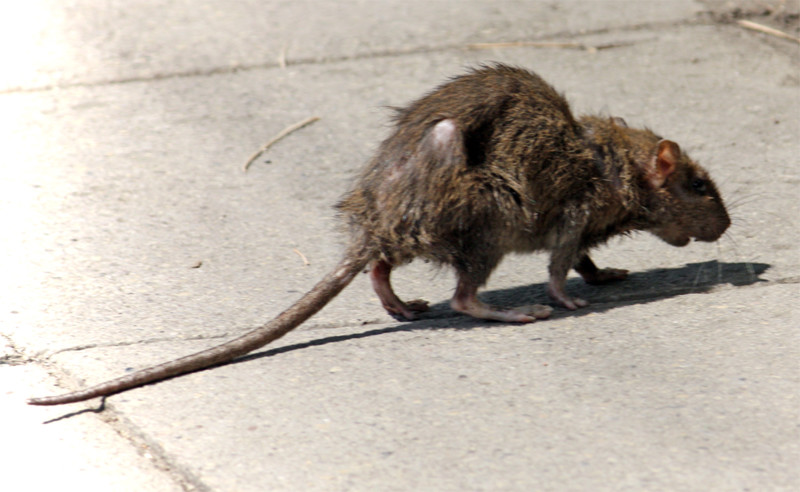 Крысы - создания, способные заселить весь мир!