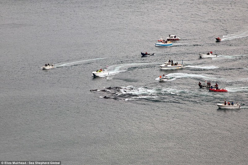 Резня дельфинов и китов на Фарерских островах. ВНИМАНИЕ: Ужасные фото! 