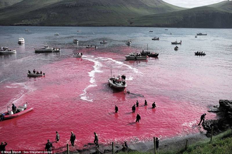 Резня дельфинов и китов на Фарерских островах. ВНИМАНИЕ: Ужасные фото! 
