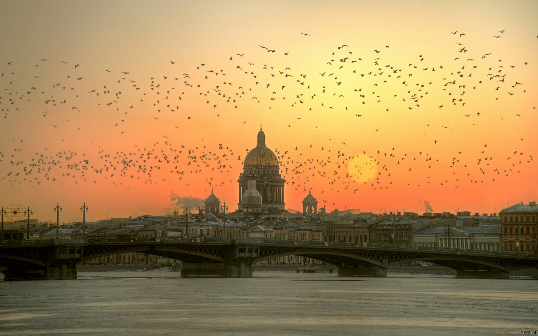 Питер в июне 2024 года. Птицы над городом. Санкт-Петербург.