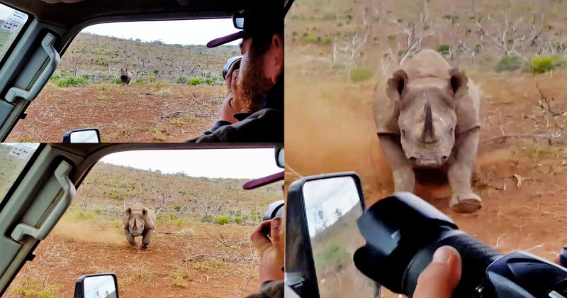 Носорог чуть не снёс машину сотрудников национального парка
