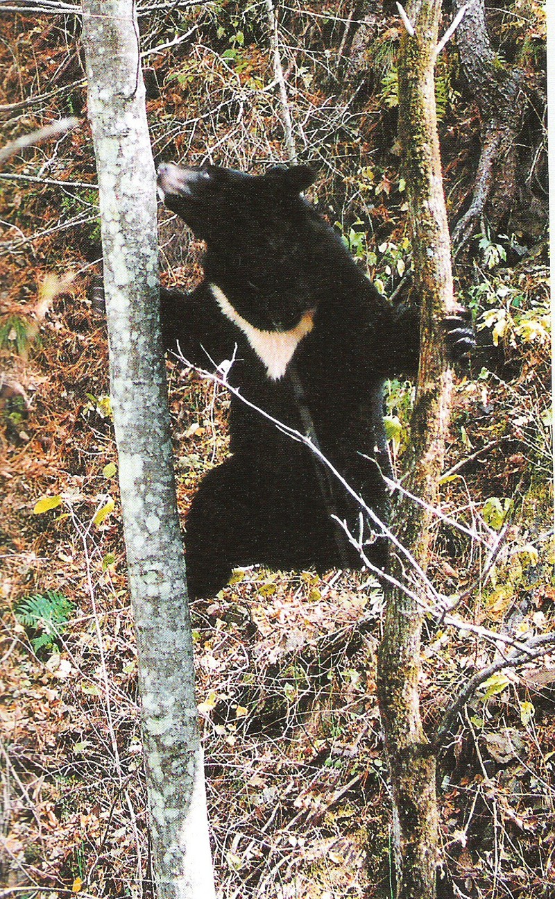 Мир природы Хабаровского края Фауна Белогрудый (гималайский или черный медведь)