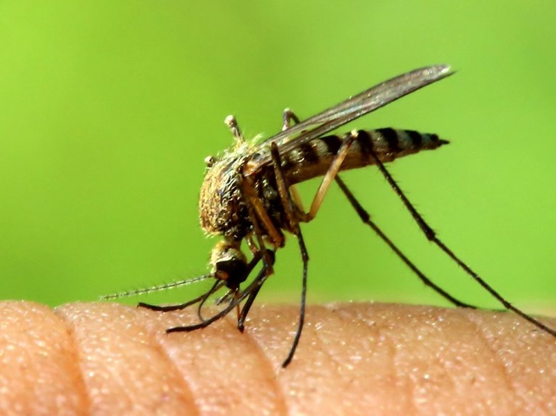 20. Чтобы выпить всю кровь из среднестатистического человека, понадобится 1,2 млн комаров (при условии, что каждый из них сделает один укус).  