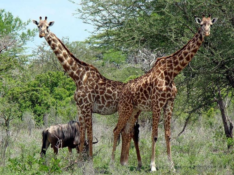 22. Чтобы определить подходящее время спаривания, самец жирафа бодает самку в область мочевого пузыря, пока она не опорожнит его, а затем пробует мочу на вкус. 