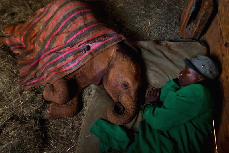 3. Слоновий приют в Найроби