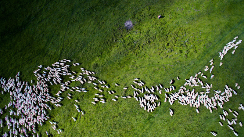 Стадо овец. 2 место в категория «Природа». (Фото Szabolcs Ignacz):