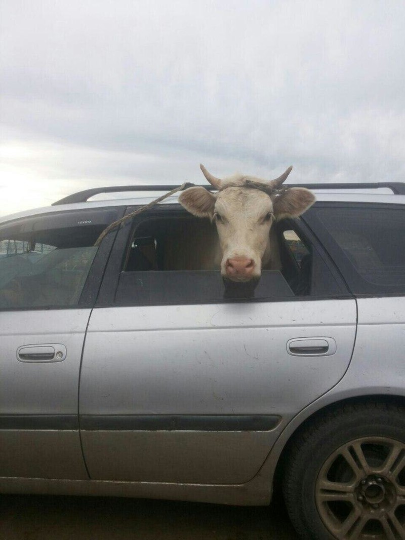 Корова в авто
