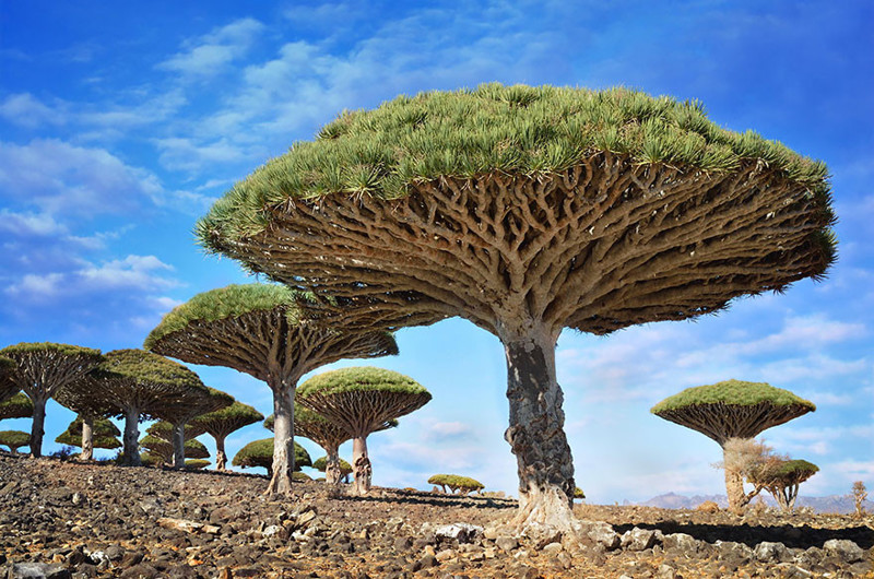 Драцены, остров Сокотра, Йемен