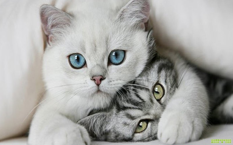 Котики-наши милые пушистые друзья ! 