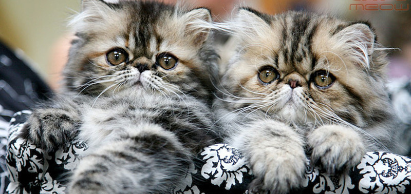 Кошки - удивительные обитатели нашей планеты! III