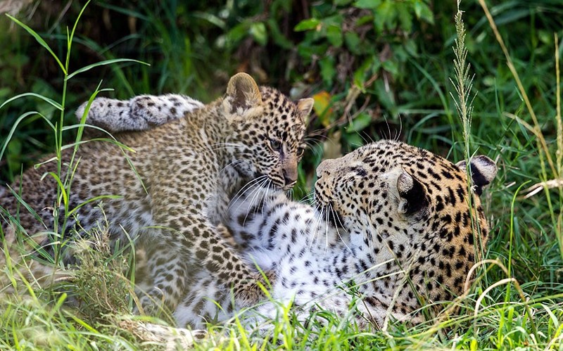 1. На Кавказе впервые выпустили в дикую природу переднеазиатских леопардов 