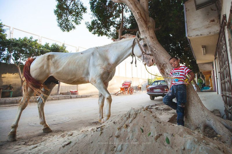 Ужасная судьба верблюдов и лошадей в Египте