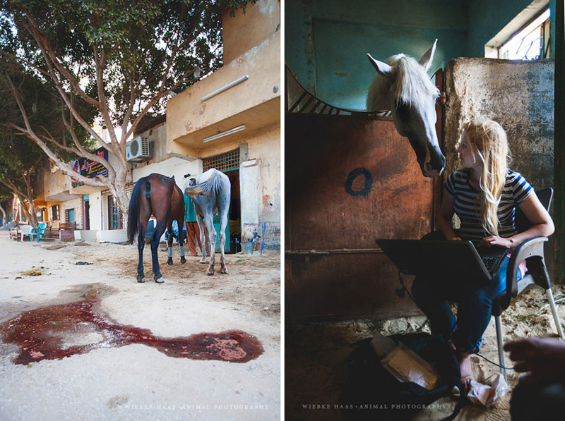 Ужасная судьба верблюдов и лошадей в Египте