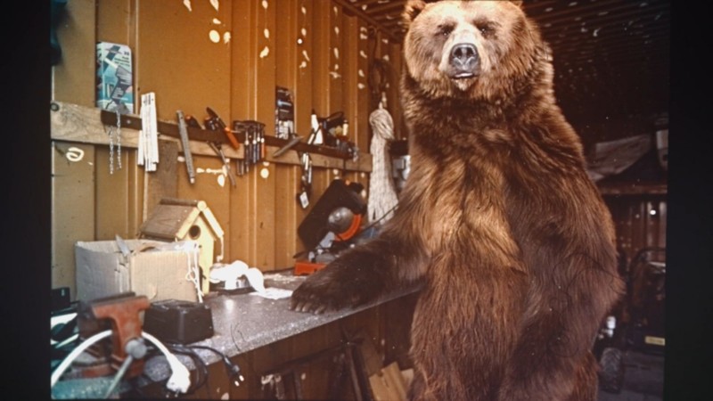 Разоблачение: Медведь на службе Вермахта