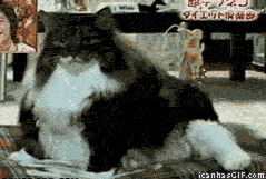 Смешные фото приколы и мемы с котами и не только :)