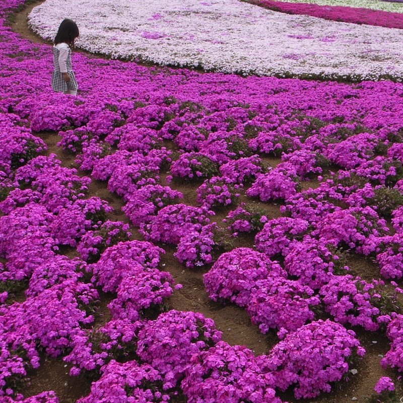 Парк Хицужияма Цветущая Япония