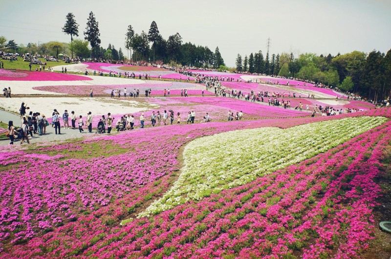 Парк Хицужияма Цветущая Япония
