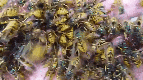 Ручные пчелы