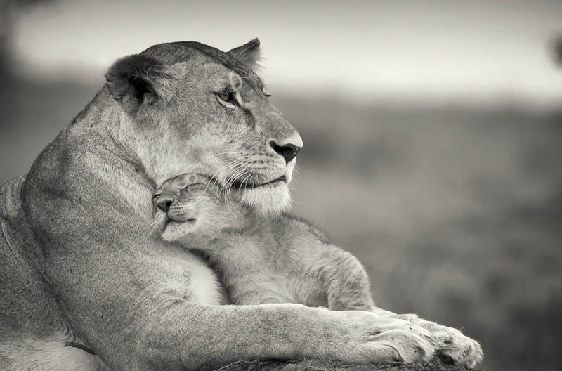 25 чудесных семейных фотографий из мира животных
