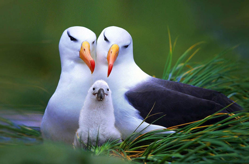 25 чудесных семейных фотографий из мира животных