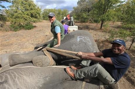 500 слонов поселятся в своем новом доме - африканском заповеднике - после масштабного перемещения