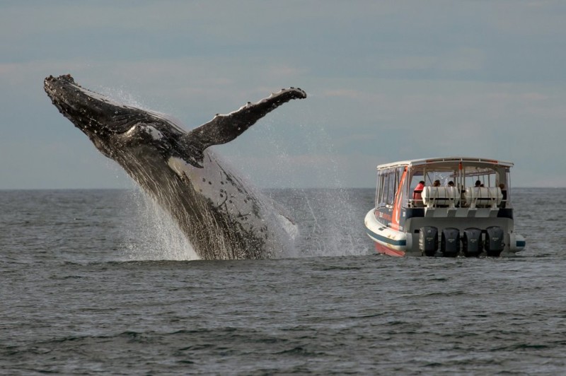Искатели китов пропустили эту фантастическую сцену, просто посмотрев не в ту сторону