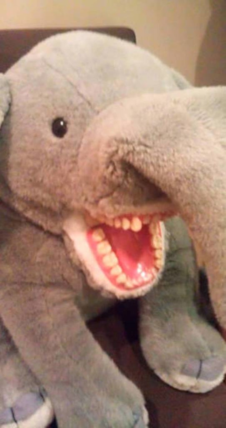 фото зубов слона