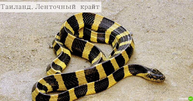 Смотри в оба: опасные змеи, которых можно встретить на отдыхе