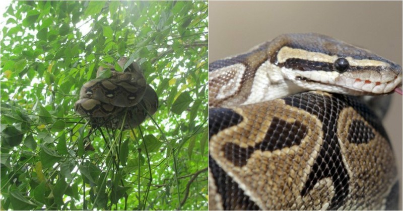 Смотри в оба: опасные змеи, которых можно встретить на отдыхе