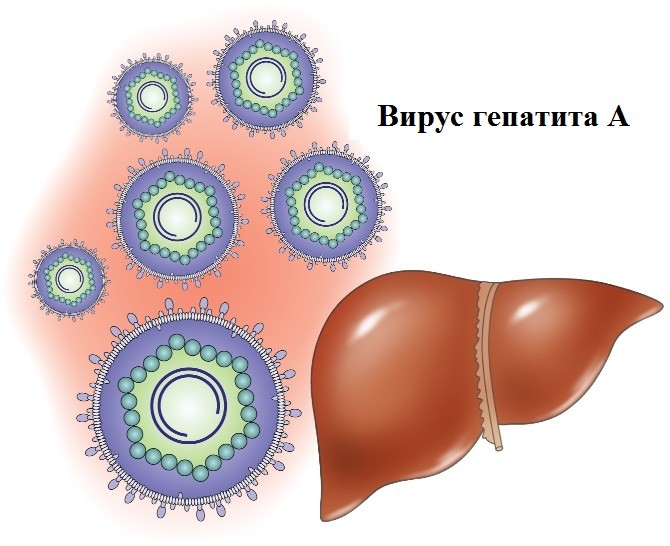 Доклад по теме Вірусний гепатит А