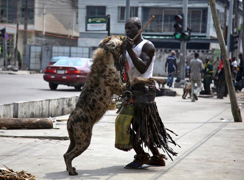 Ну а для самых отчаянных африканских парней, есть вот такие дикие собачки.