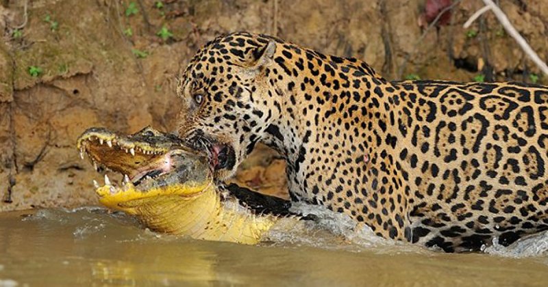 Когда хищник стал добычей: невероятные кадры битвы в бразильской реке