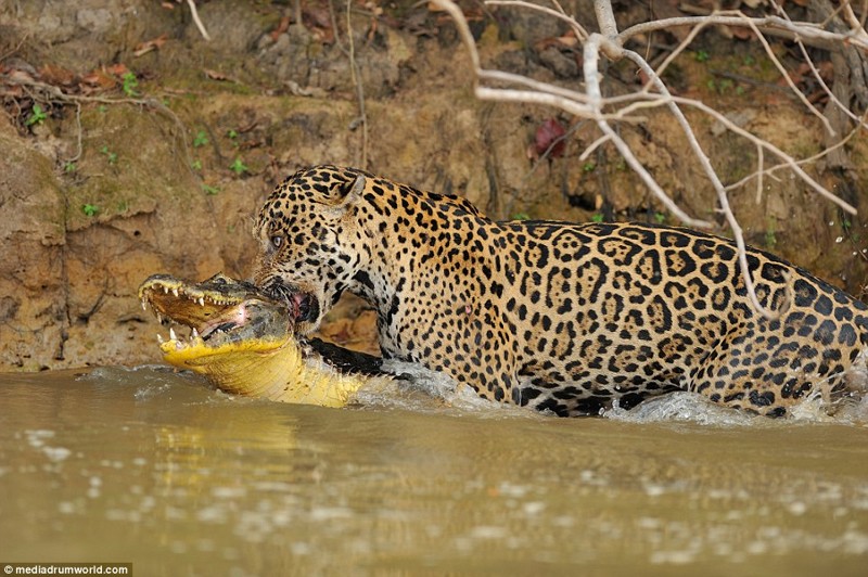 Когда хищник стал добычей: невероятные кадры битвы в бразильской реке