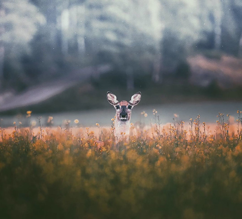 Душа леса. Фотограф Конста Пункка