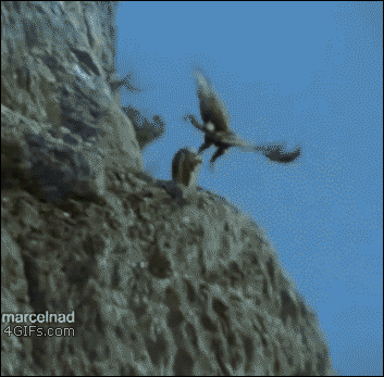 Прикольные и смешные гифки!