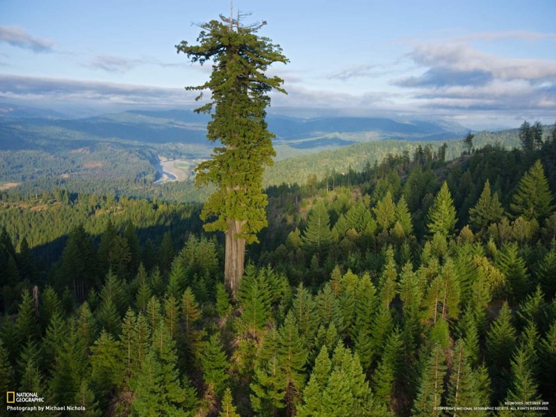 2. Гиперион — самое высокое дерево на Земле. Его высота — 115,6 метра, а предполагаемый возраст — около 800 лет