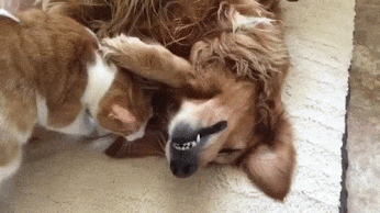 Пушистые друзья