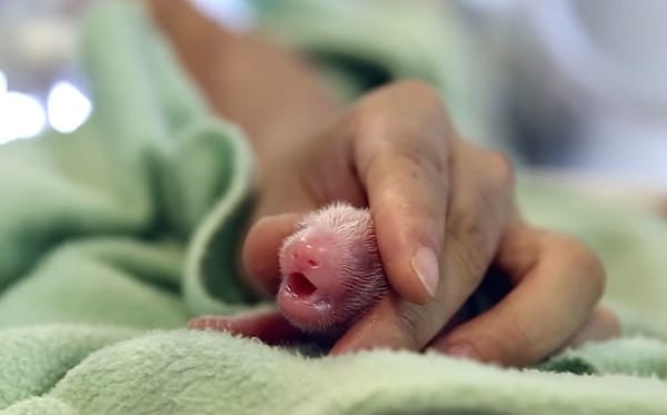 В 2013 году панда Лун-Лун родила вот такого крошечного, розового и голого детеныша…