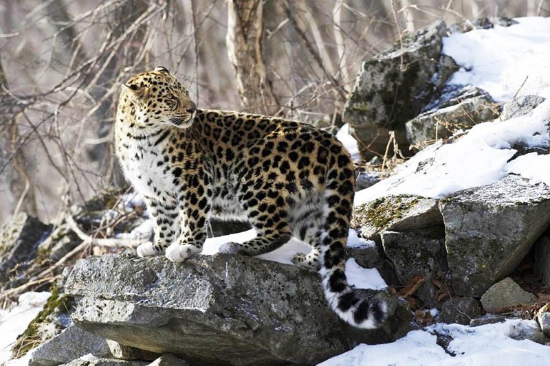 Мир природы Хабаровского края (Фауна) Дальневосточный леопард