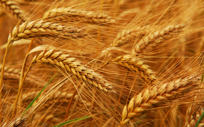 12. Минсельхоз России: собрано около 30 млн тонн пшеницы, что на 26% больше, чем в прошлом году 