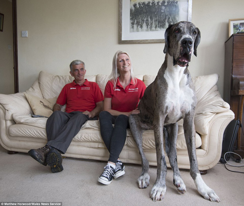 Кажется, это самая высокая собака в мире